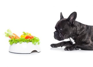 En İyi Diyet (Light) Köpek Mamaları