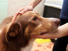 Hassas Mideli Köpekler İçin En İyi Köpek Maması 2021