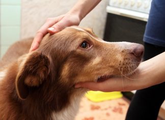 Hassas Mideli Köpekler İçin En İyi Köpek Maması 2021