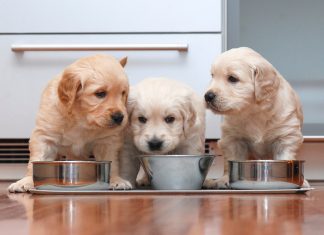 Köpeklerin İştahını Kabartan En İyi 10 Yavru Köpek Maması Tavsiye Edilen En İyi Yavru Köpek Mamaları