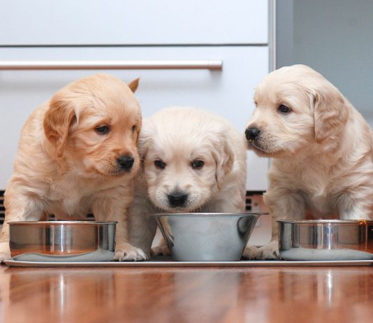 Tavsiye Edilen En İyi Yavru Köpek Mamaları