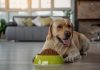 En İyi Köpek Maması Markaları