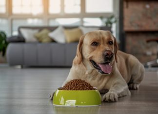 En İyi Köpek Maması Markaları