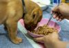 En İyi Islak Yavru Köpek Maması