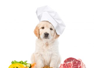 Fiyatı Uygun En Ucuz Köpek Maması 2021