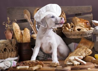 Lif Bakımından Yüksek En İyi 10 Tahıllı Köpek Maması 2022 En İyi Düşük Tahıllı Köpek Mamaları 2021