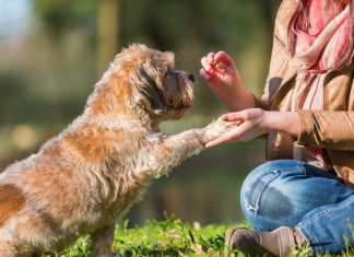 En İyi Yaşlı Köpek Maması