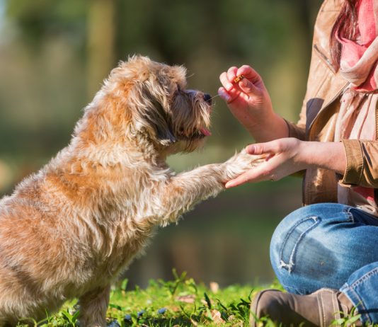 En İyi Yaşlı Köpek Maması
