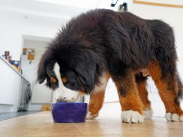 En İyi Büyük Irk Köpek Mamaları