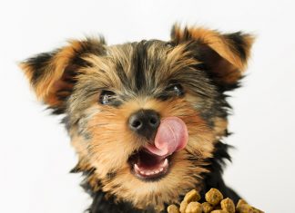 Beslenme Uzmanı Tavsiyesi En İyi 10 Küçük Irk Köpek Maması En İyi Tahıllı Köpek Maması Listesi