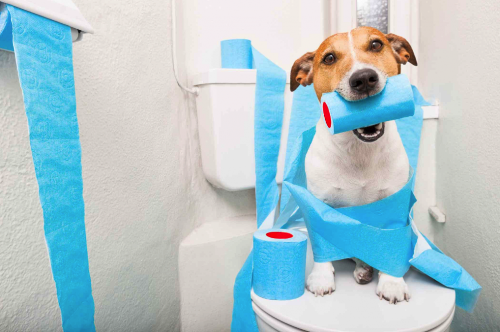 Köpek Tuvalet Eğitimi
