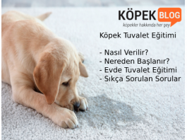 Evde Köpek Tuvalet Eğitimi