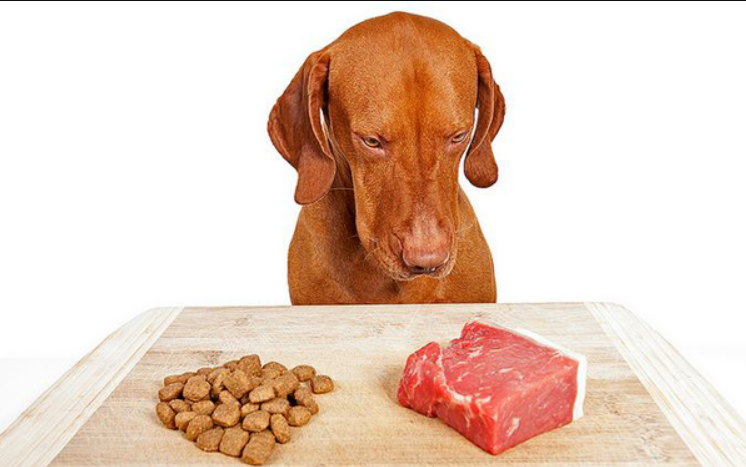 köpekler için hayvansal protein kaynakları