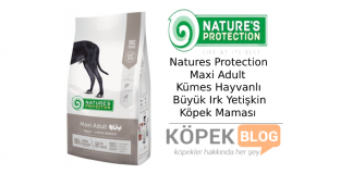 Natures Protection Maxi Adult Kümes Hayvanlı Büyük Irk Yetişkin Köpek Maması