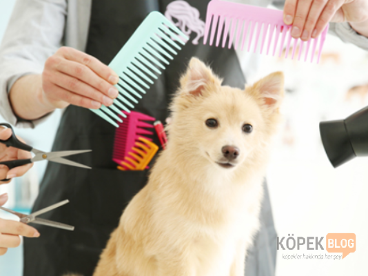 Köpeklerde Tüy ve Deri Bakımı