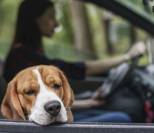 Köpekleri araba tutması