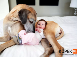 Köpekleri yeni çocukla tanıştırma