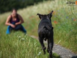 Köpek Gel Komutunu Eğitimi