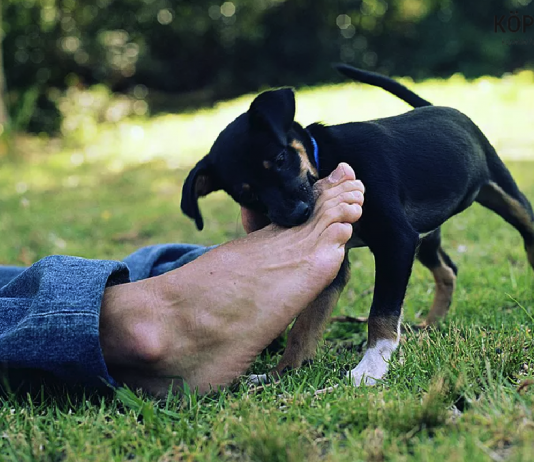 köpeğe ısırmamamayı öğretme