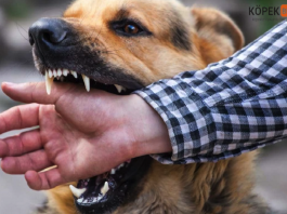 ısıran köpek