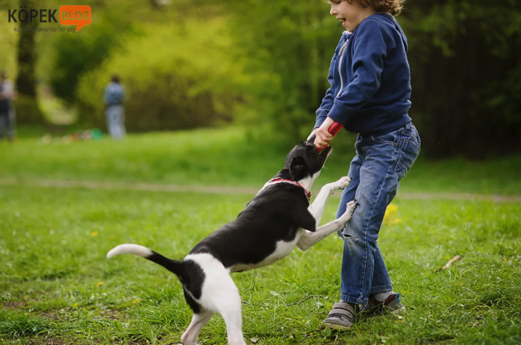 Çocuklara köpeklere yaklaşmayı öğretme