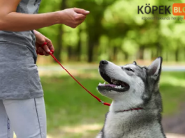 Köpeklerde bak komutu