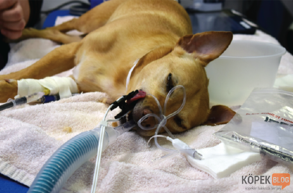 köpeklerde aşırı havlama ameliyatı