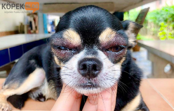 köpeklerde göz hastalığı belirtileri