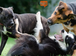 Köpek eğitimlerinde alfa rol modeli