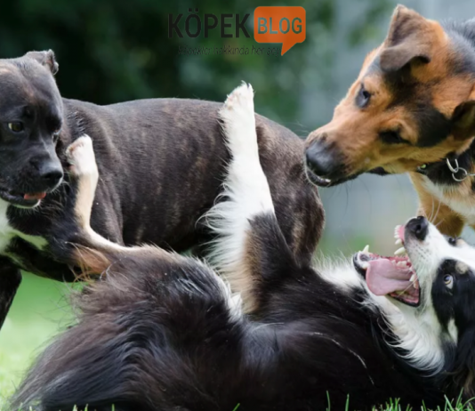 Köpek eğitimlerinde alfa rol modeli