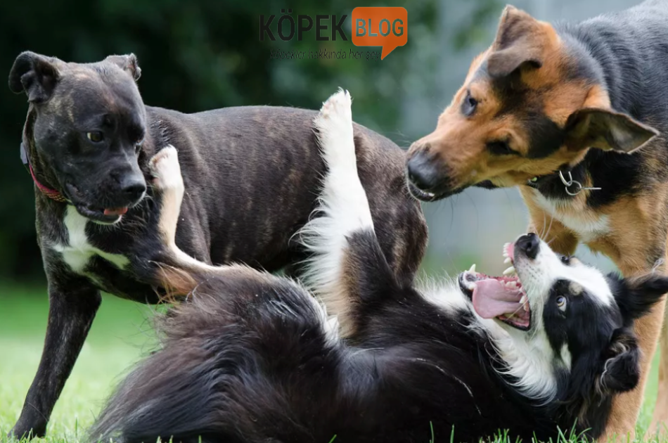 Köpek eğitimlerinde alfa rol modeli