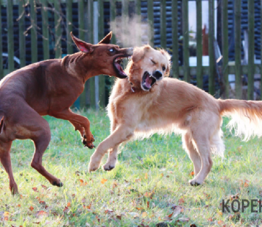 Köpeklerde hakimiyet mücadelesi