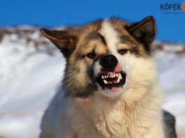 hırlayan köpek