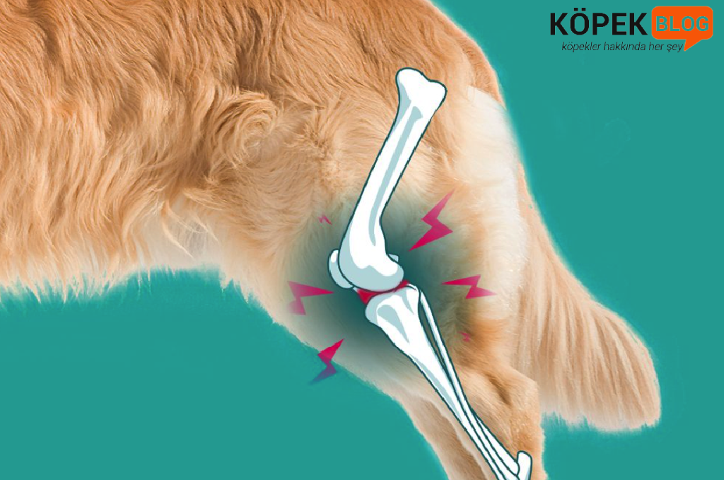 Köpeklerde eklem hastalığı Osteoartrit