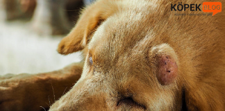 köpeklerde kist-tümör