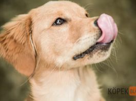 köpeklerde dudak yalama ne anlama gelir