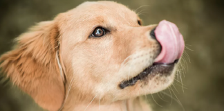 köpeklerde dudak yalama ne anlama gelir