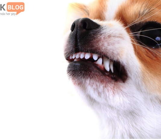 yavru köpeklerde saldırganlık