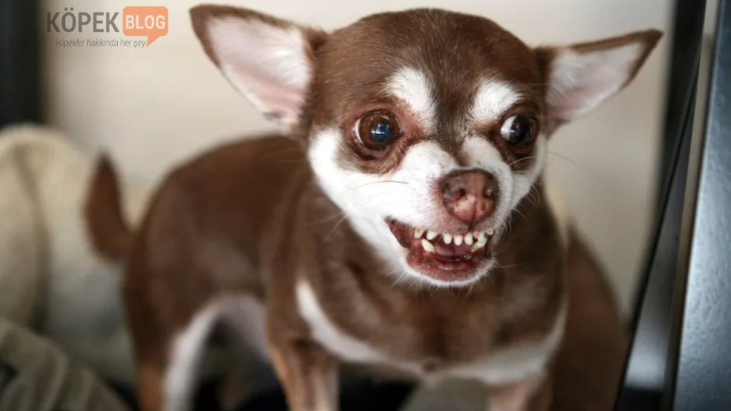 Köpeklerin diş göstermesi ne anlama gelir
