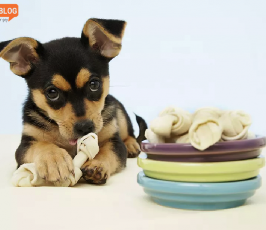 Köpeklerde çiğnemeyi azaltma