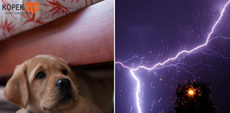Köpeklerde fırtına korkusu