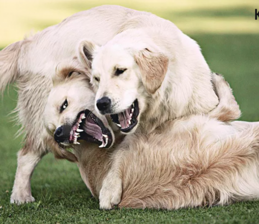 Köpeklerde kavga nedenleri