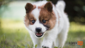 gözlerinin beyazı görünen köpek