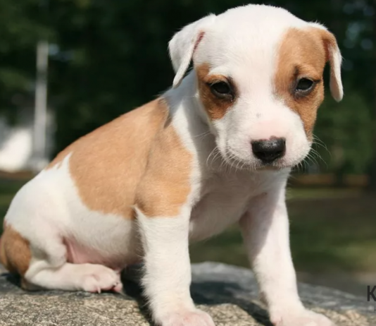 acı çeken bir köpeğe nasıl yardım edilir