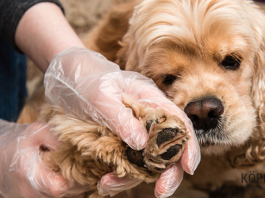 köpeklerde yaralanma belirtileri