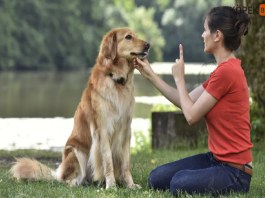 Köpeklere konuş komutunu öğretmek