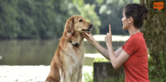 Köpeklere konuş komutunu öğretmek