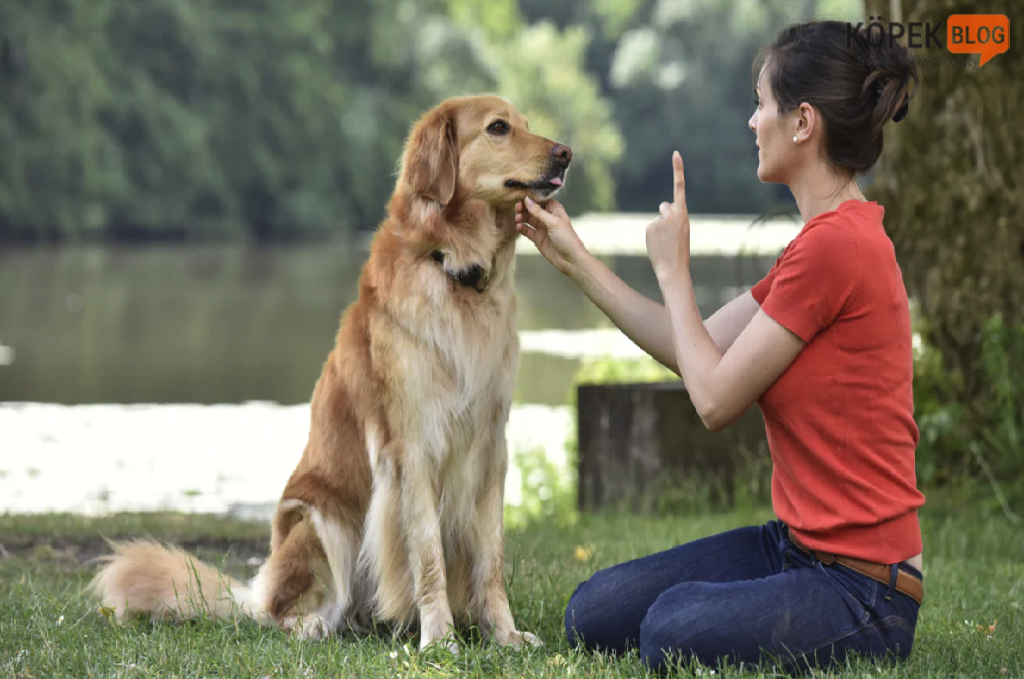 Köpeklere konuş komutunu öğretmek