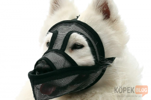 köpekler için bez maske