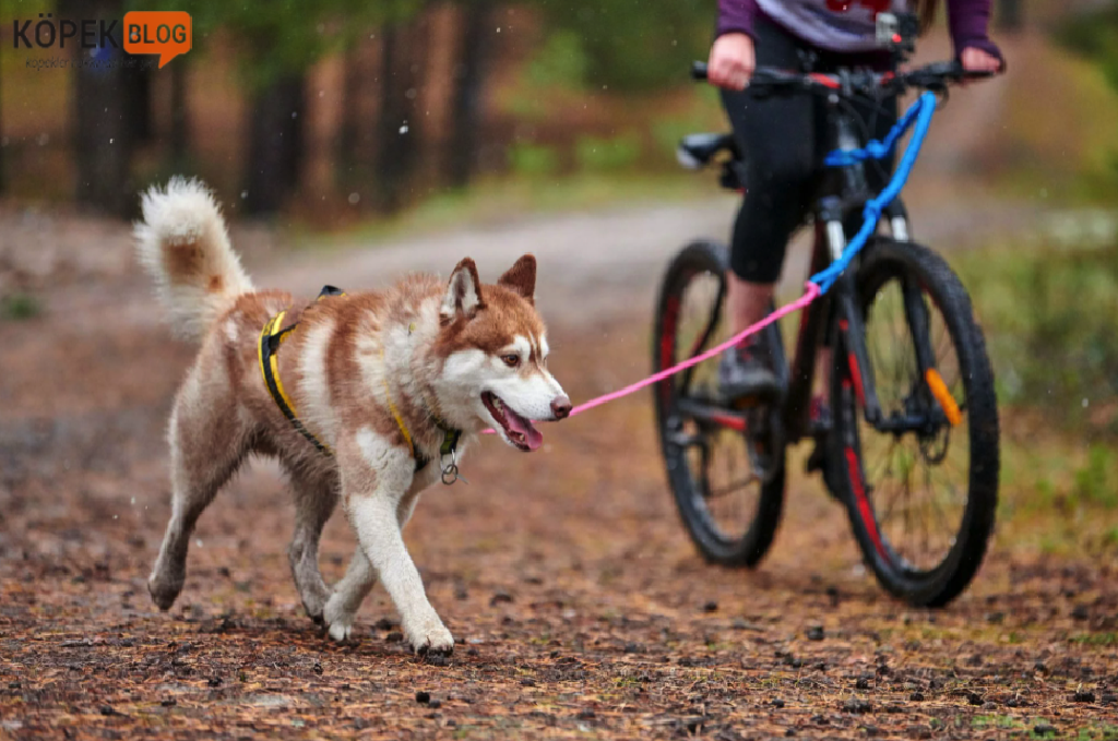 Köpekle beraber bisiklet sürme
